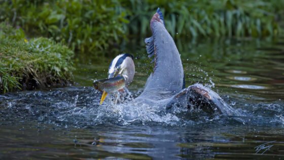 Today’s Photo from Ted Grussing Photography: He Left A Five Star Review grussing 20230418a