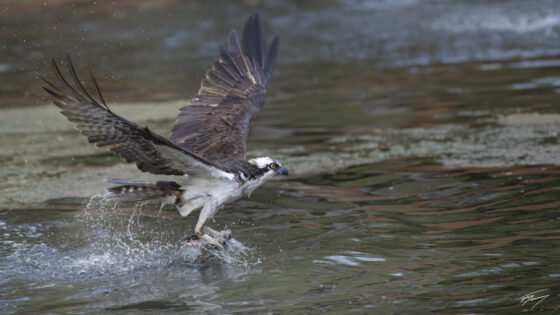 Today’s Photo from Ted Grussing Photography: An Osprey Leaves a Five Star Review Too! grussing 20230419a