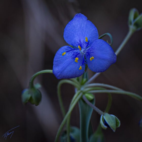 Today’s Photo from Ted Grussing Photography: When You Are Uncertain grussing 20230425a