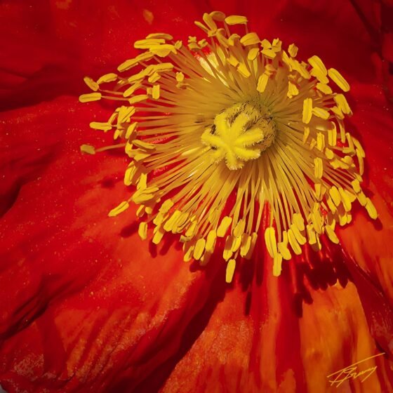 Today’s Photo from Ted Grussing Photography: It’s On Zoom grussing 20230502a