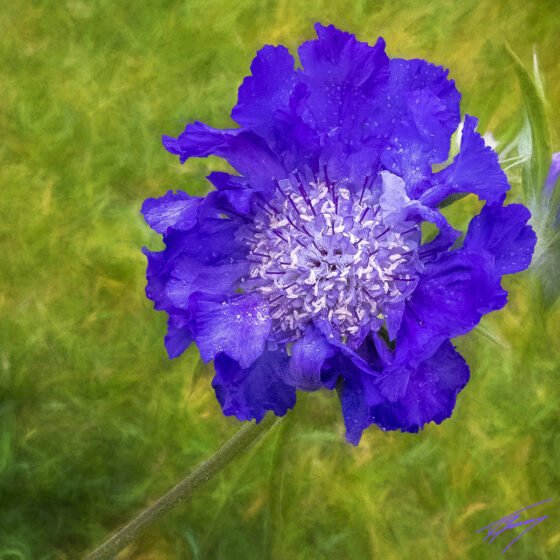 Today’s Photo from Ted Grussing Photography: Stanford Mall or Filoli Gardens or Both grussing 20230508a