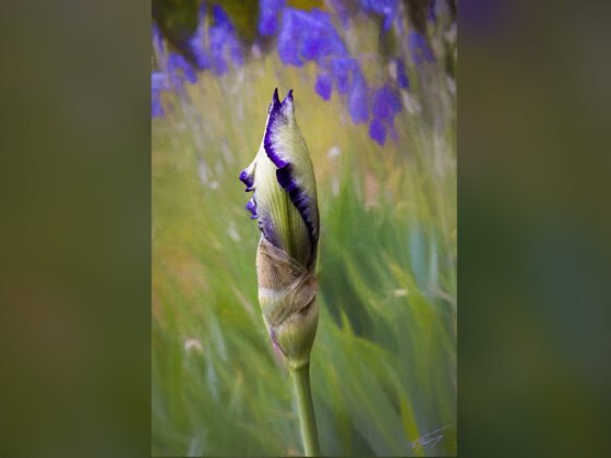 grussing 20230510a wp