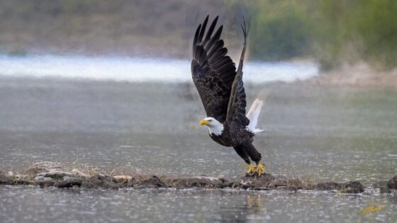 Today’s Photo from Ted Grussing Photography: The Bird … The View grussing 20230516a