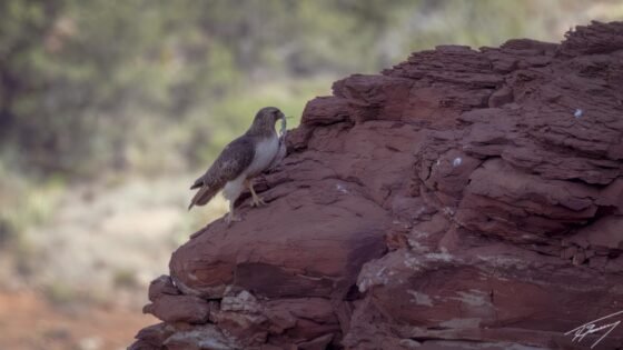 Today’s Photo from Ted Grussing Photography: Breakfast With The Red Tails grussing 20230523a