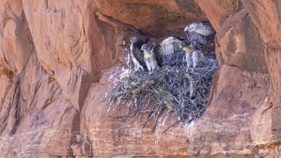 Today’s Photo from Ted Grussing Photography: Growing Up Fast grussing 20230531a