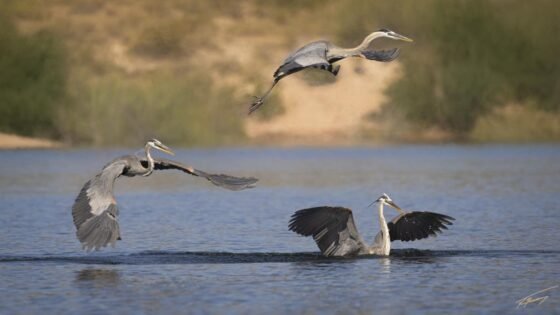 Today’s Photo from Ted Grussing Photography: Three To Go grussing 20230601a