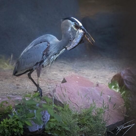 Today’s Photo from Ted Grussing Photography: Sometimes you do and sometimes… grussing 20230615a