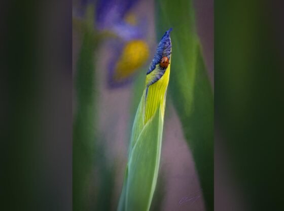 Today’s Photo from Ted Grussing Photography: With and Without grussing 20230619a FI