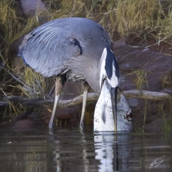 Today’s Photo from Ted Grussing Photography: Ain’t Gonna Happen grussing 20230622a