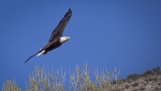 Today’s Photo from Ted Grussing Photography: When the soaring is done, where do you land? grussing 20230629a