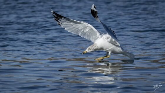 Today’s Photo from Ted Grussing Photography: Millimeters and Milliseconds grussing 20230703a