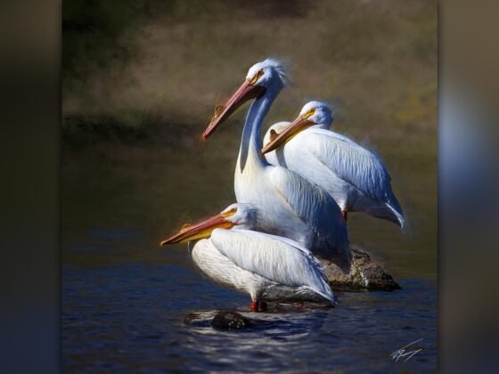 Today’s Photo from Ted Grussing Photography: Wildlife Art 1+1 grussing 20230706a FI