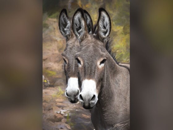 Today’s Photo from Ted Grussing Photography: We Two grussing 20230710a FI