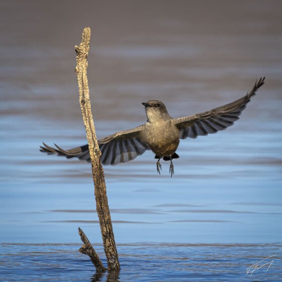Today’s Photo from Ted Grussing Photography: The Little Ones grussing 20230711a