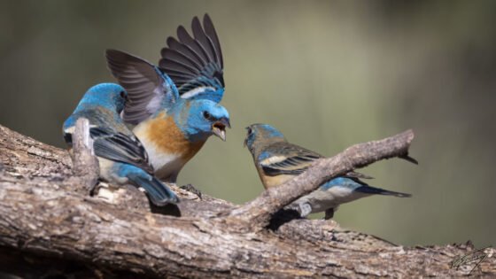 Today’s Photo from Ted Grussing Photography: Temper Tantrums grussing 20230712a