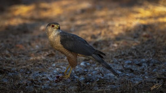 Today’s Photo from Ted Grussing Photography: Dispute Resolution in My Neighborhood grussing 20230719a