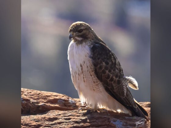 Today’s Photo from Ted Grussing Photography: Contemplating Parenthood grussing 20230720a FI