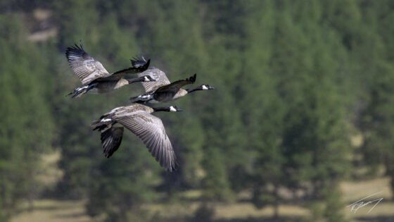 Today’s Photo from Ted Grussing Photography: Up North grussing 20230724a