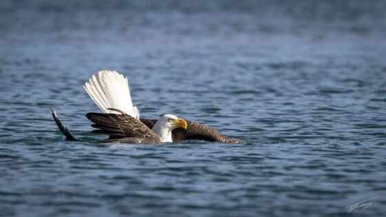 Today’s Photo from Ted Grussing Photography: I’m Trying! grussing 20230816a