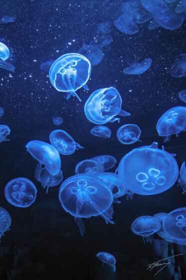 Today’s Photo from Ted Grussing Photography: There is beauty … in life grussing 20230821a