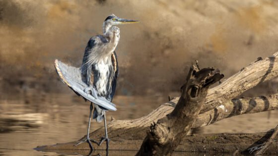 Today’s Photo from Ted Grussing Photography: The Eternal Gaze … Eye Contact grussing 20230829a