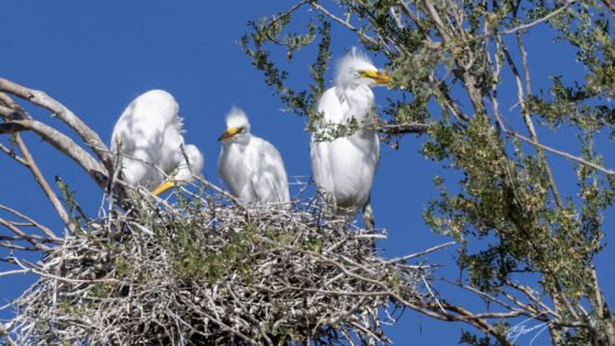 Today’s Photo from Ted Grussing Photography: Grown and Now Airborne grussing 20230906a