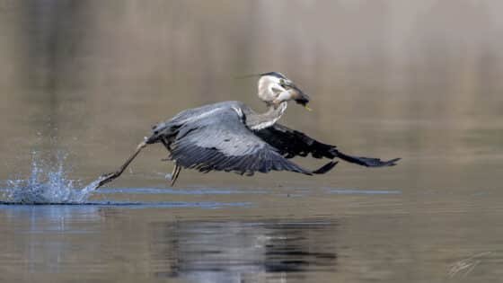 Today’s Photo from Ted Grussing Photography: Got Mine and Heading Out grussing 20230918a