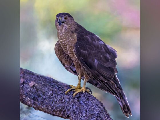 Today’s Photo from Ted Grussing Photography: Home … A Very Nice Place to Be! grussing 20230925a FI