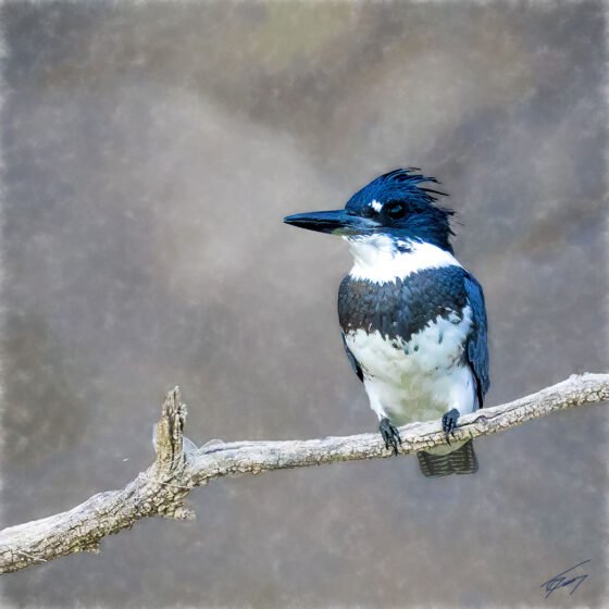 Today’s Photo from Ted Grussing Photography: … and at the lake grussing 20230927a