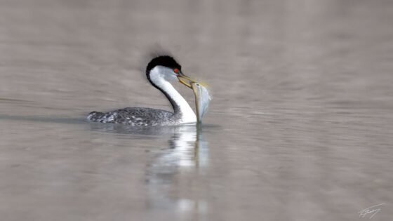 Today’s Photo from Ted Grussing Photography: … life on the lake grussing 20231012a