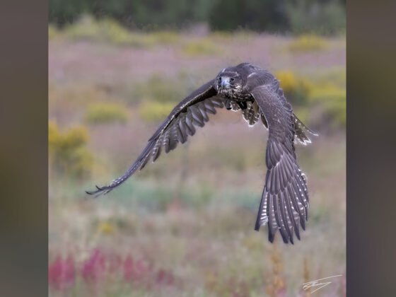 grussing 20231018a FI