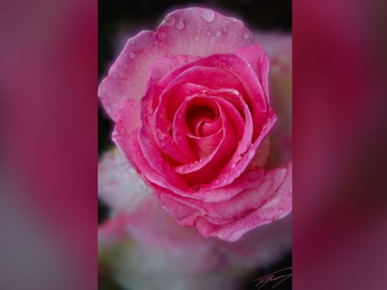 Today’s Photo from Ted Grussing Photography: Experimenting grussing 20231024a FI