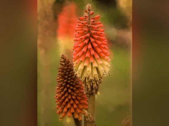 Today’s Photo from Ted Grussing Photography: Hot flowers and Cold stone grussing 20231025a FI