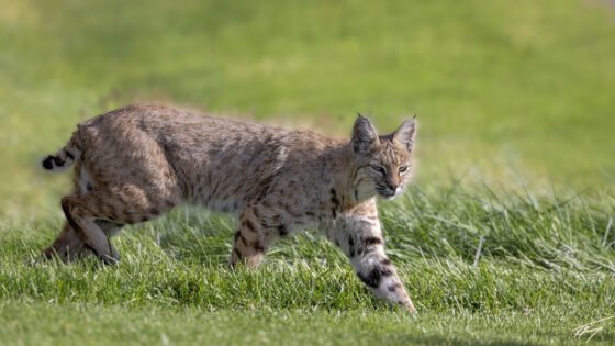 Today’s Photo from Ted Grussing Photography: Predators Focus on Prey grussing 20231026a