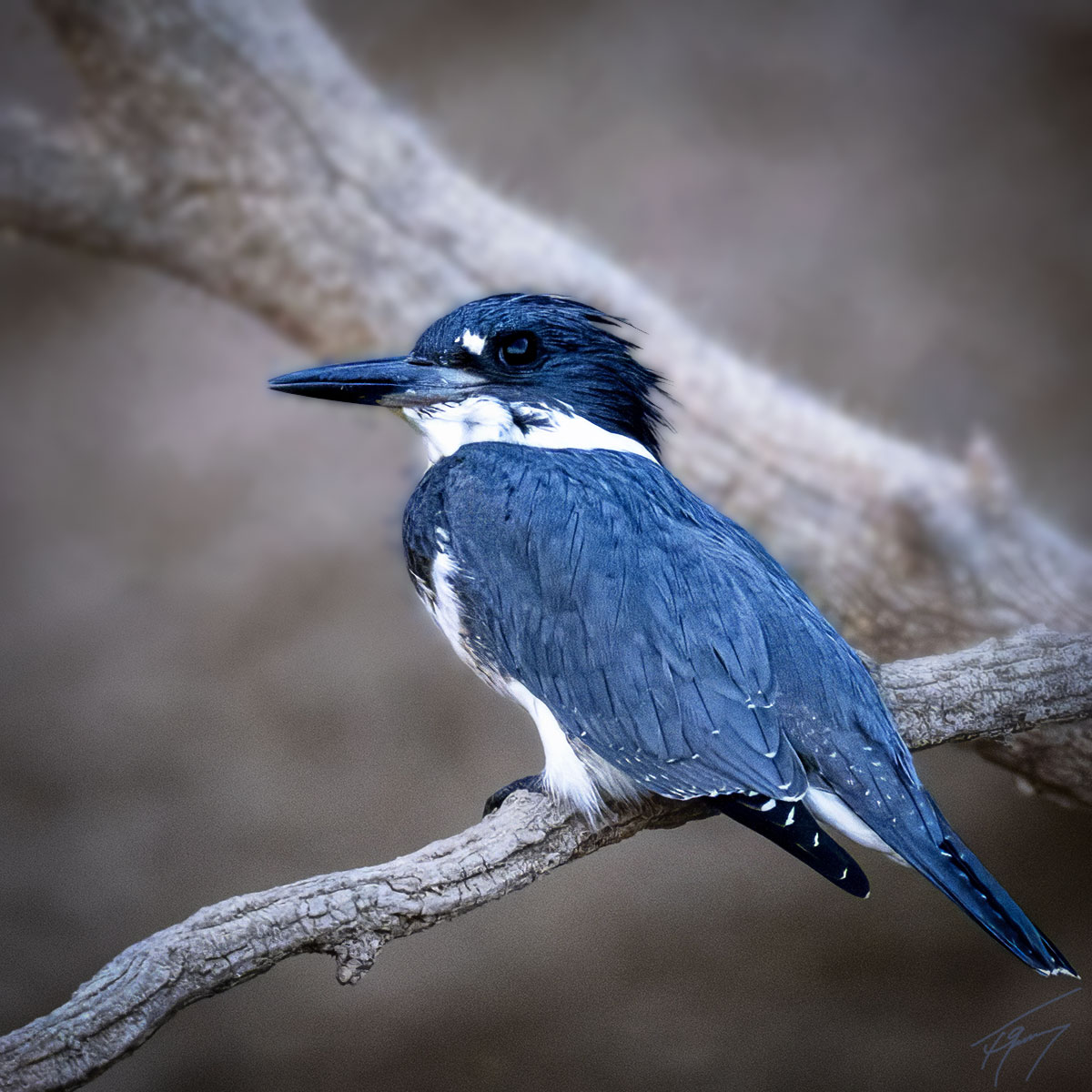 Today's Photo from Ted Grussing Photography:  no lures needed