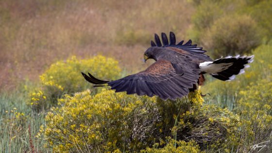 Today’s Photo from Ted Grussing Photography: Lethality down low grussing 20231106a