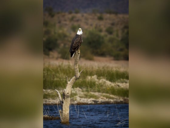 Today’s Photo from Ted Grussing Photography: … two requests grussing 20231116a FI