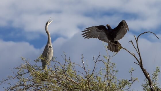 Today’s Photo from Ted Grussing Photography: making plans for the day grussing 20231120a