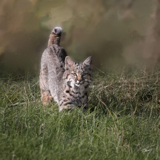 Today’s Photo from Ted Grussing Photography: … making life a little better grussing 20231128a