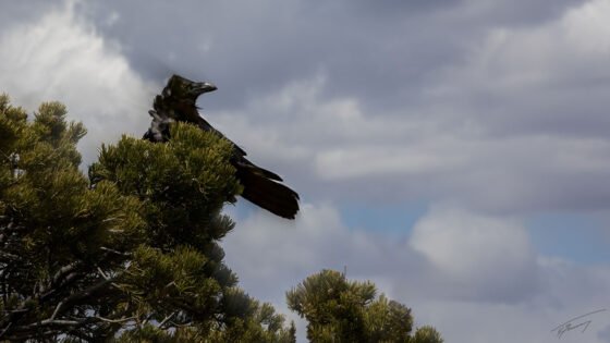 Today’s Photo from Ted Grussing Photography: beauty … natural and un-natural grussing 20231130a