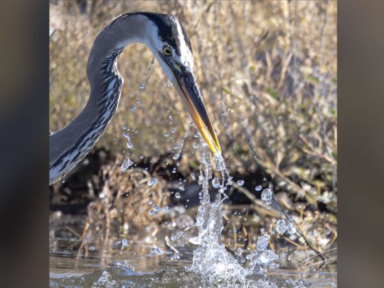 Today’s Photo from Ted Grussing Photography: … here we go! 2024 is here! grussing 20240101a FI