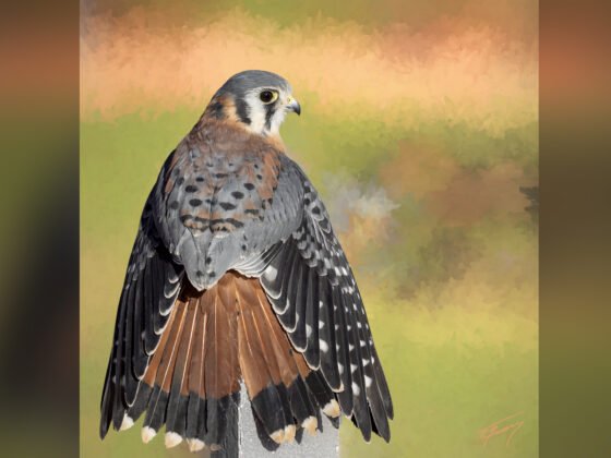 Today’s Photo from Ted Grussing Photography: Kestrel in Love grussing 20240205a FI