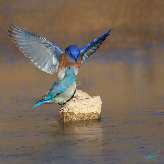 Today’s Photo from Ted Grussing Photography: Blue on Blue grussing 20240212a