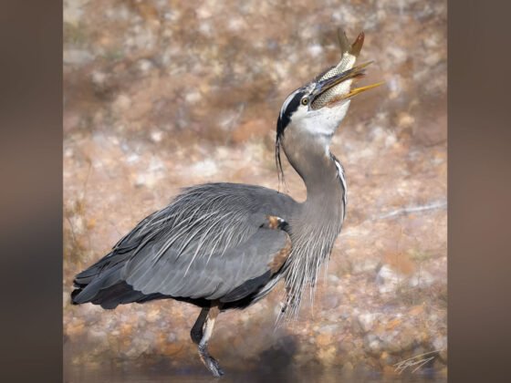 Today’s Photo from Ted Grussing Photography: … down the hatch grussing 20240216a FI