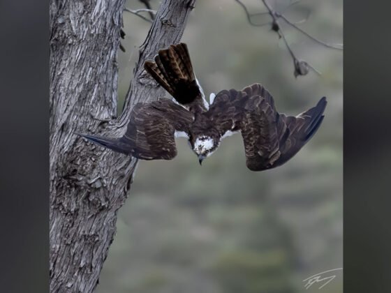 grussing 20240223a FI