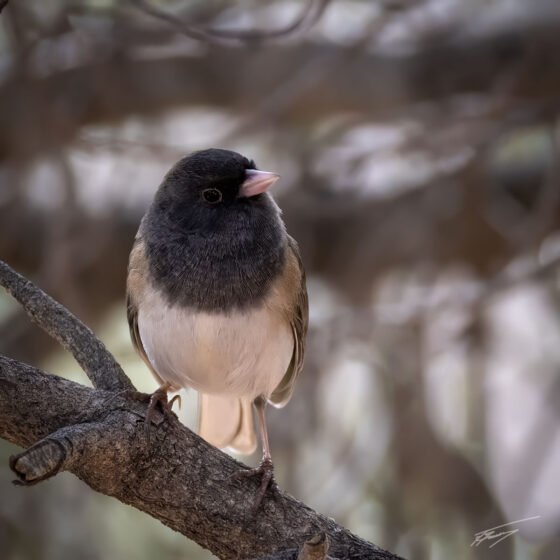 Today’s Photo from Ted Grussing Photography: … from the tiny to the expanses I love this place! grussing 20240226a