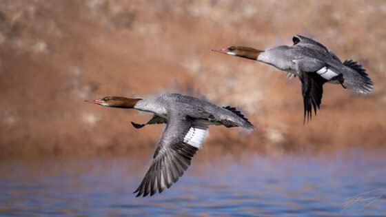 Today’s Photo from Ted Grussing Photography: … in flight, the place to be! grussing 20240304a