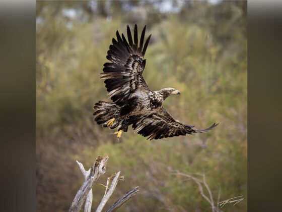 grussing 20240315a FI