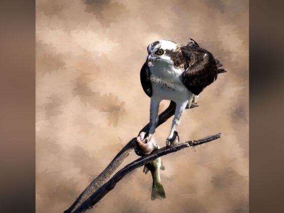 Today’s Photo from Ted Grussing Photography: … a little lunch grussing 20240322a FI