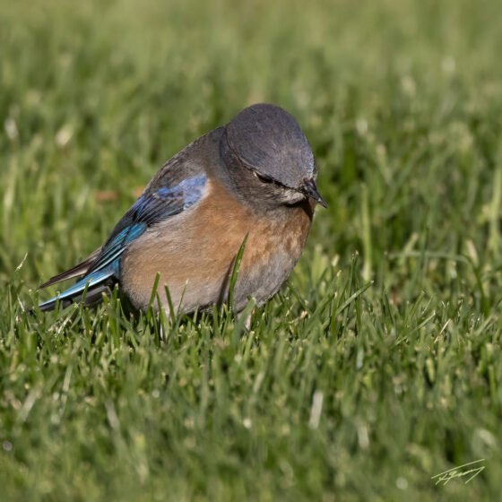 Today’s Photo from Ted Grussing Photography: Gotcha! grussing 20240327a